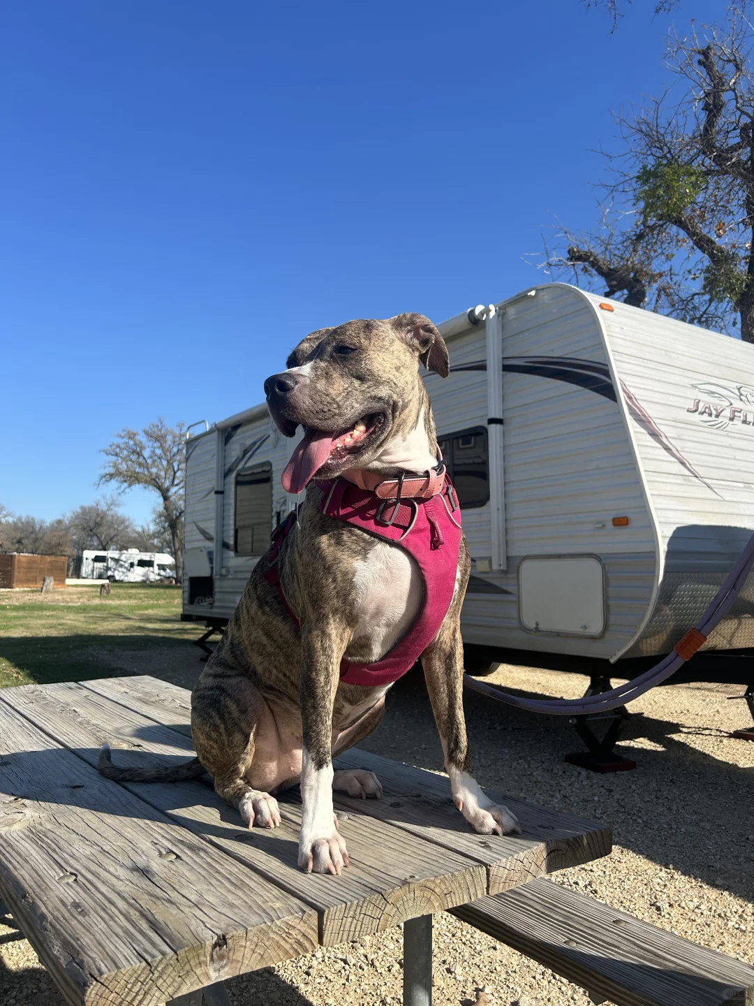 Travel Diary of Two and a Dog (Florida - Texas - New Mexico) Part 1