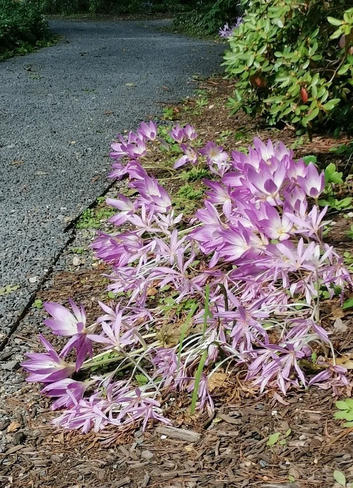 Charming and Petite Clark Botanic Gardens in Long Island, New York