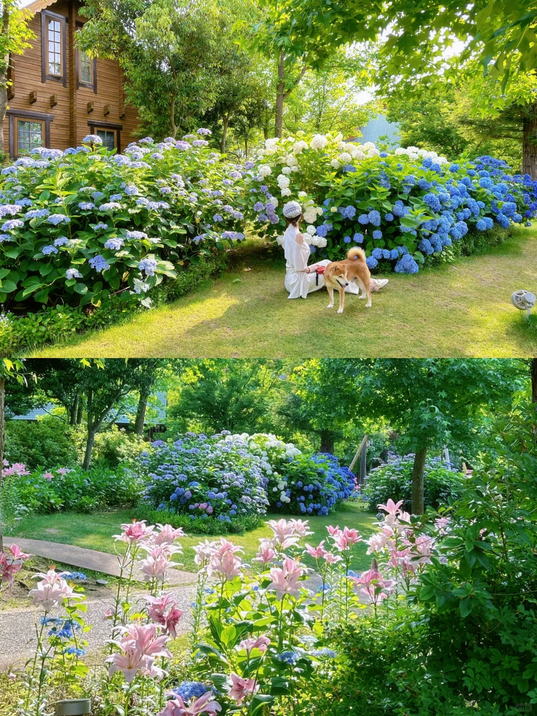 🌹 Free Admission: A Guide to Enjoying Hydrangeas Where No One Else Is Around
