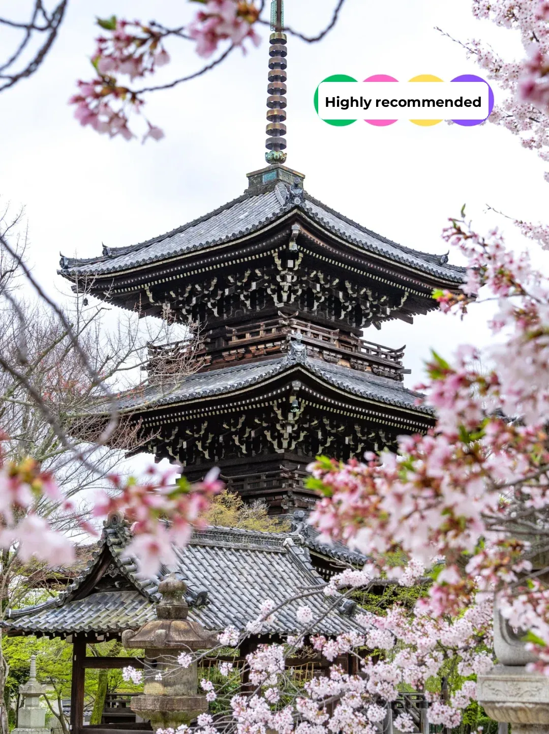 4/9 Kyoto Cherry Blossom Spots Update After the Rain