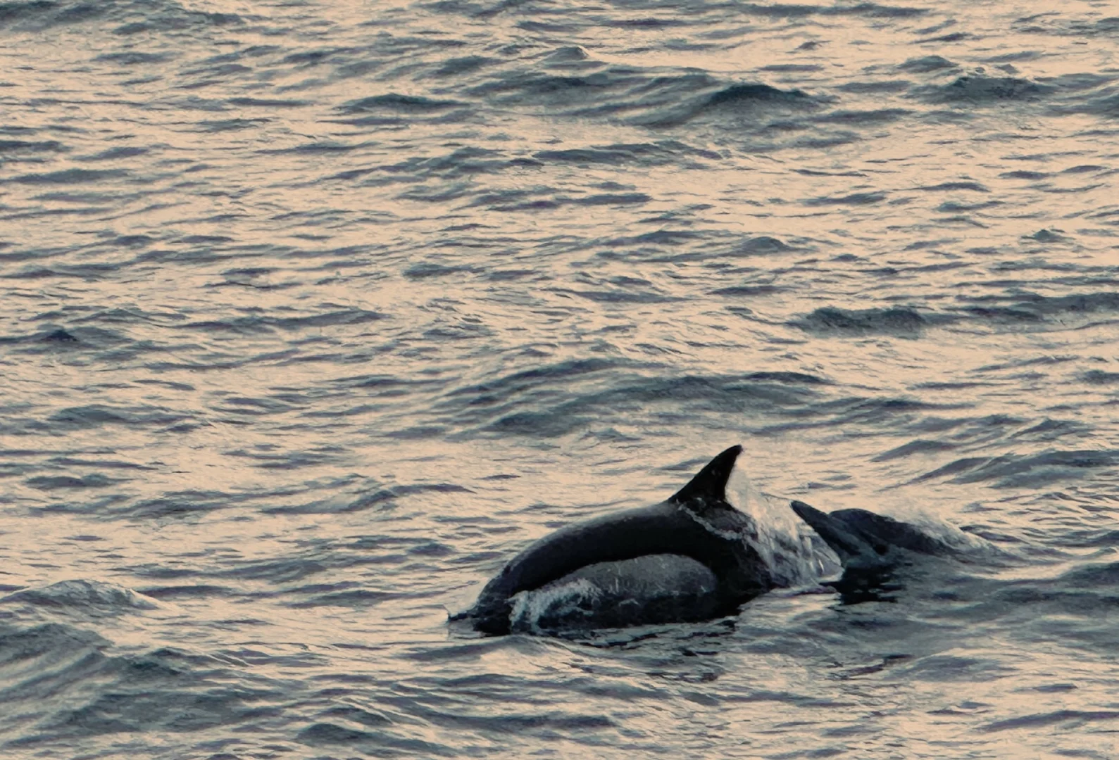 Where to Play in San Diego 😉 | Must-Visit Attractions in San Diego