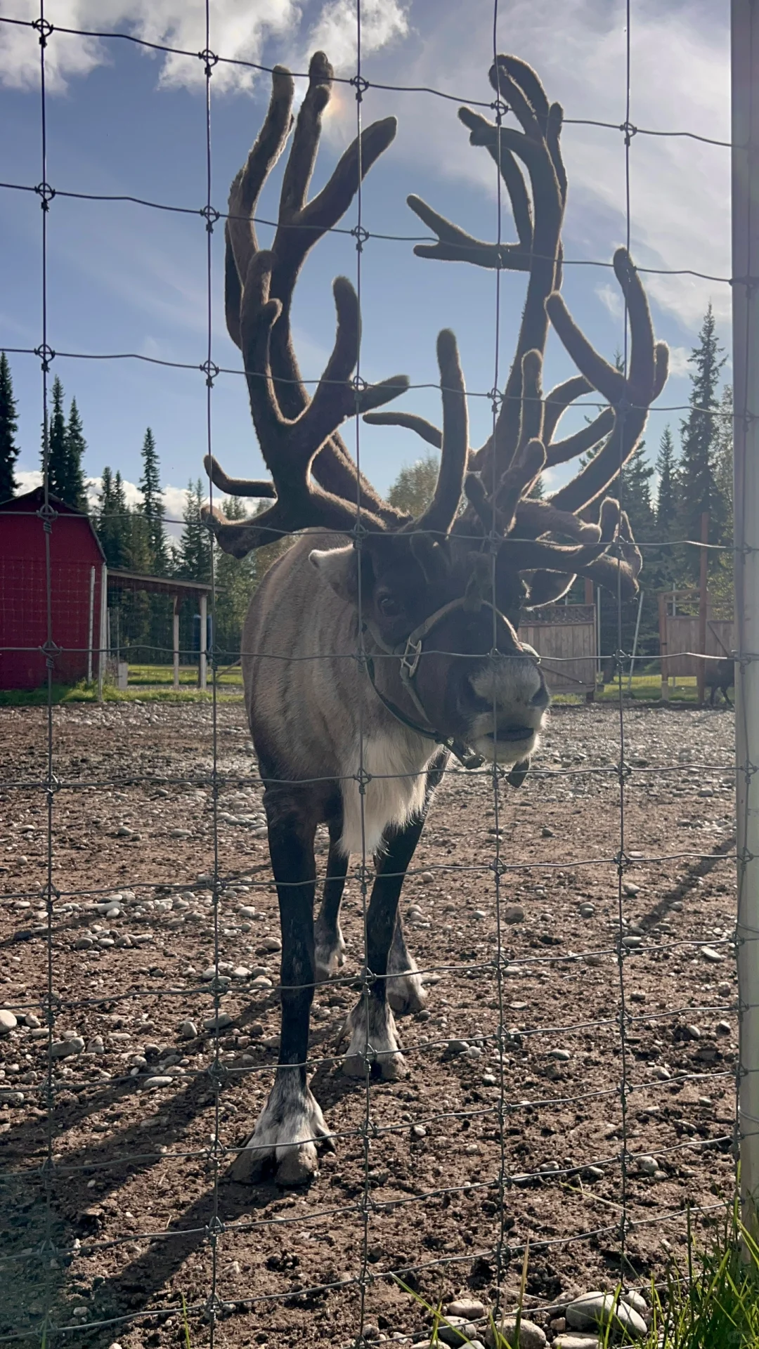 Alaska Fairbanks | Around Downtown