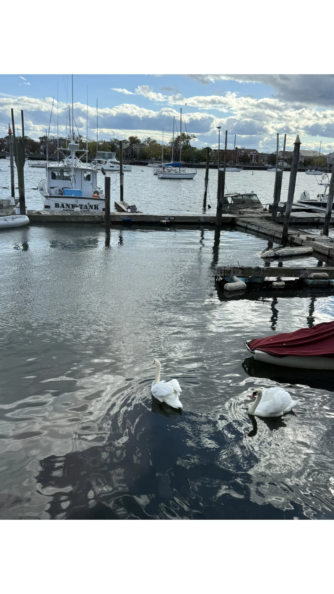 Seaside View Mediterranean Restaurant 🍴 Dining with the Geese