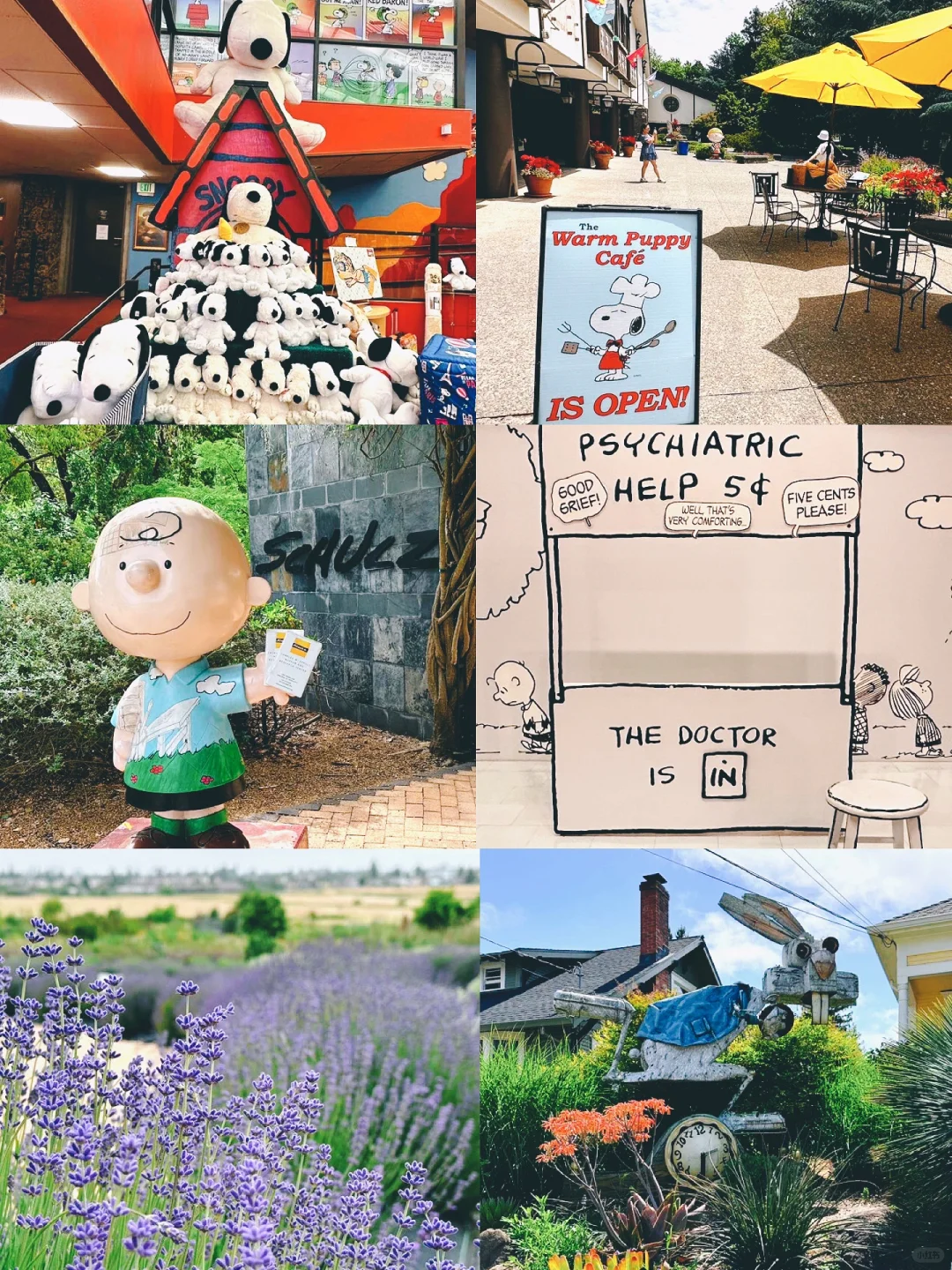 Santa Rosa in Northern California: Snoopy🐶, Roses🌹, and Lavender🪻