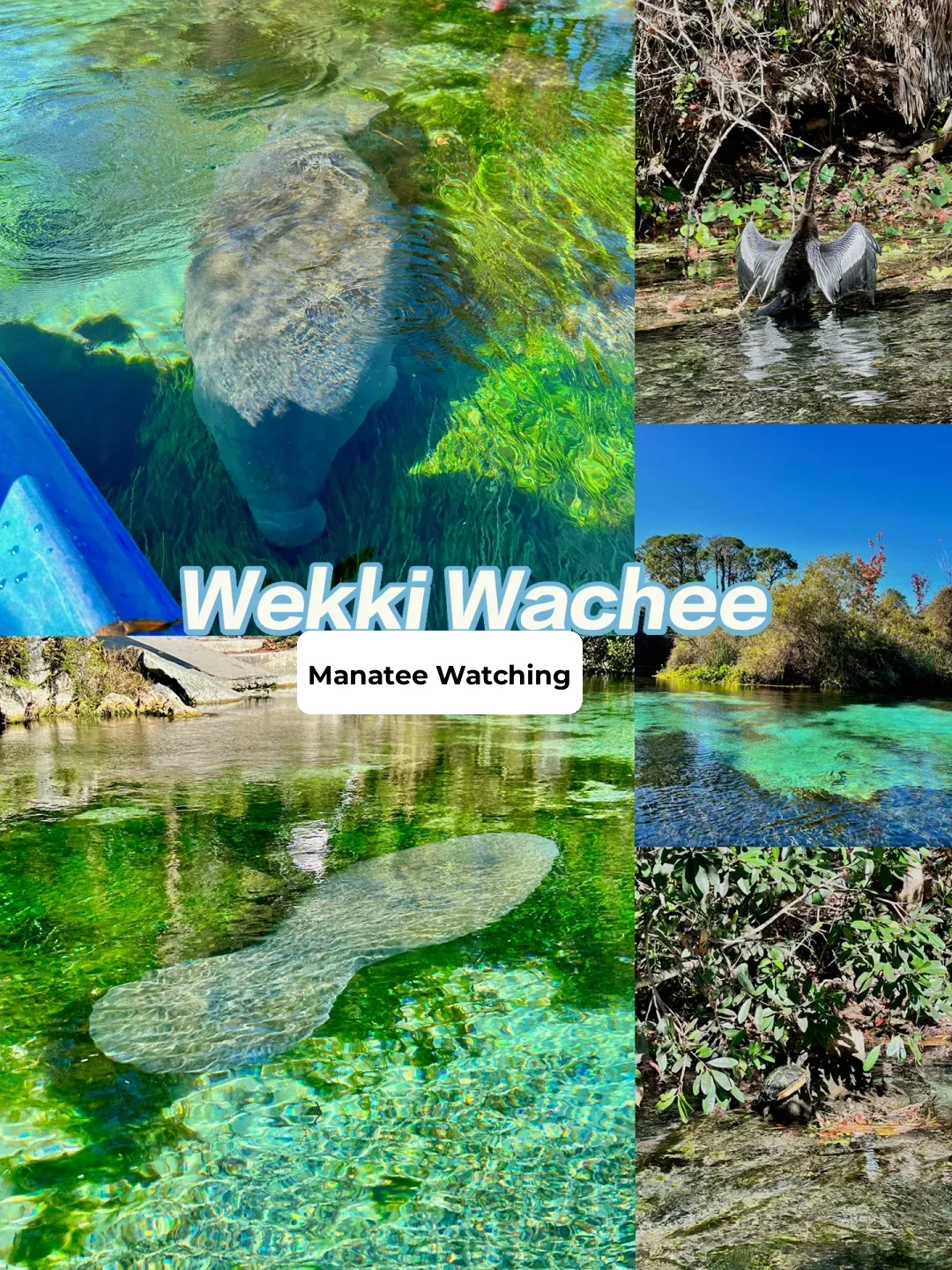 A Hidden Gem to See Manatees with Few Crowds - Weeki Wachee