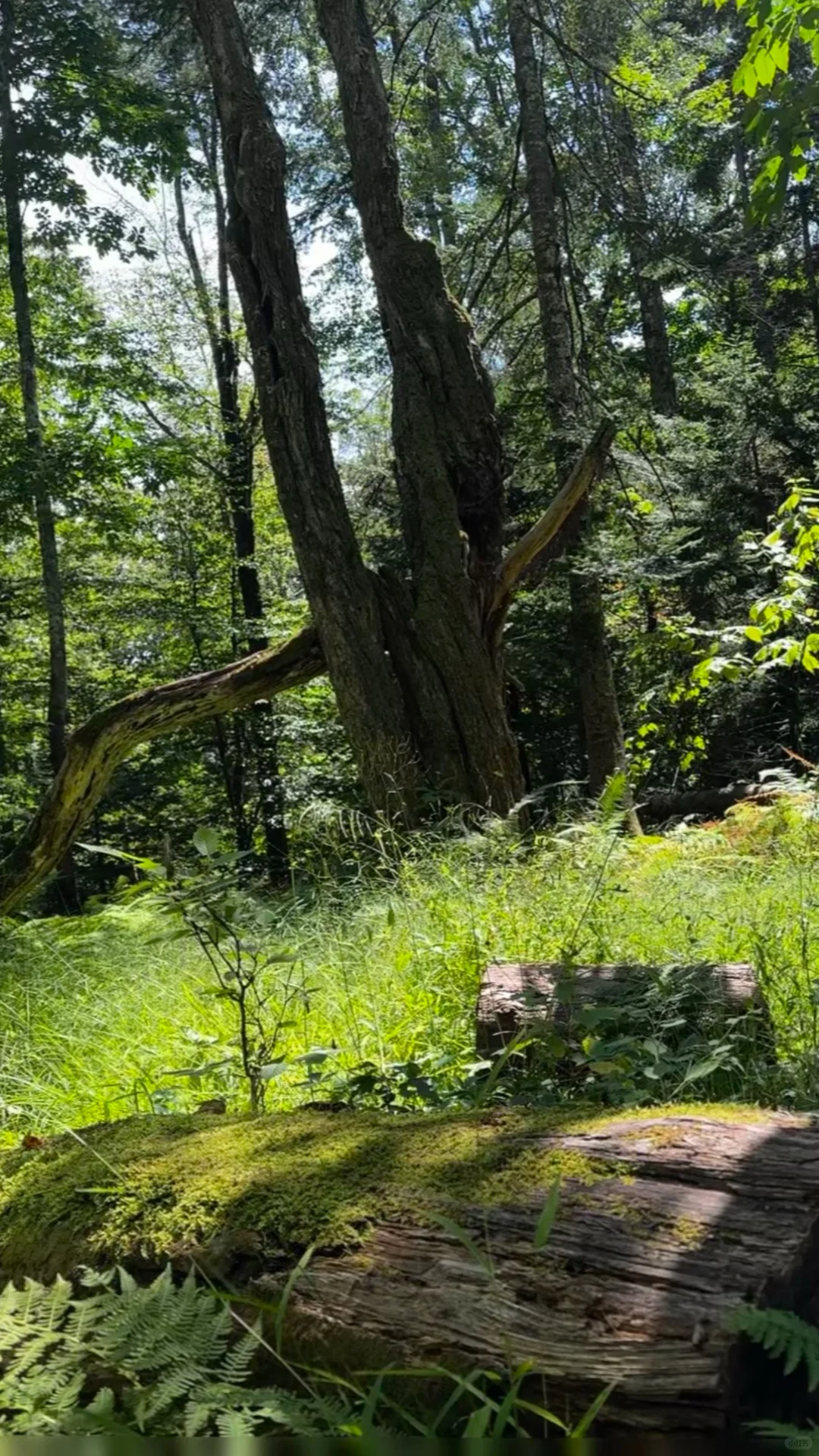 Kateerfill Fall Forest