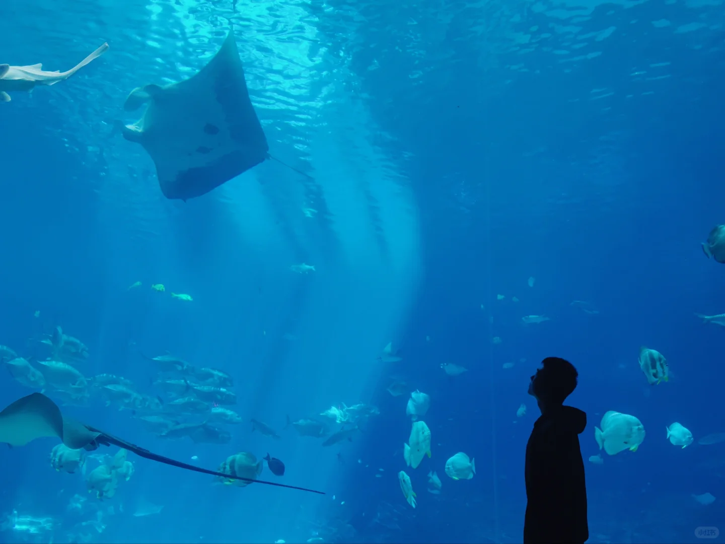 24 Hours in Atlanta Downtown ✈️