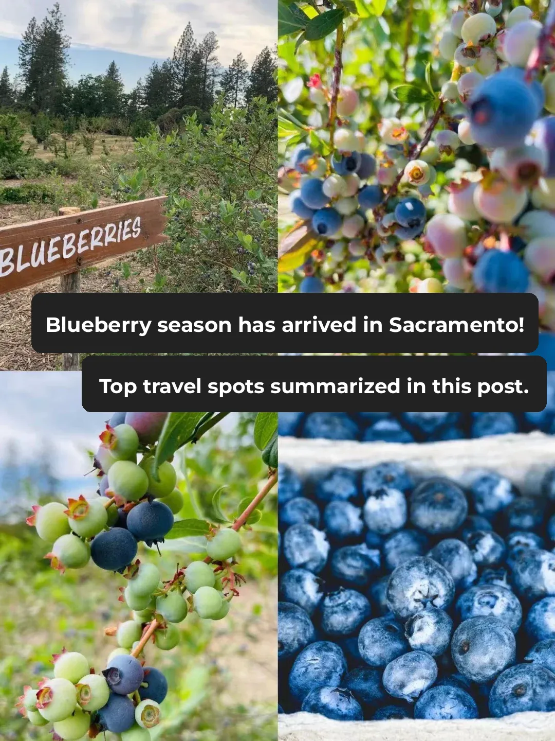 **Blueberry Season in Sacramento is Here! | Best Spots for Picking 🫐**