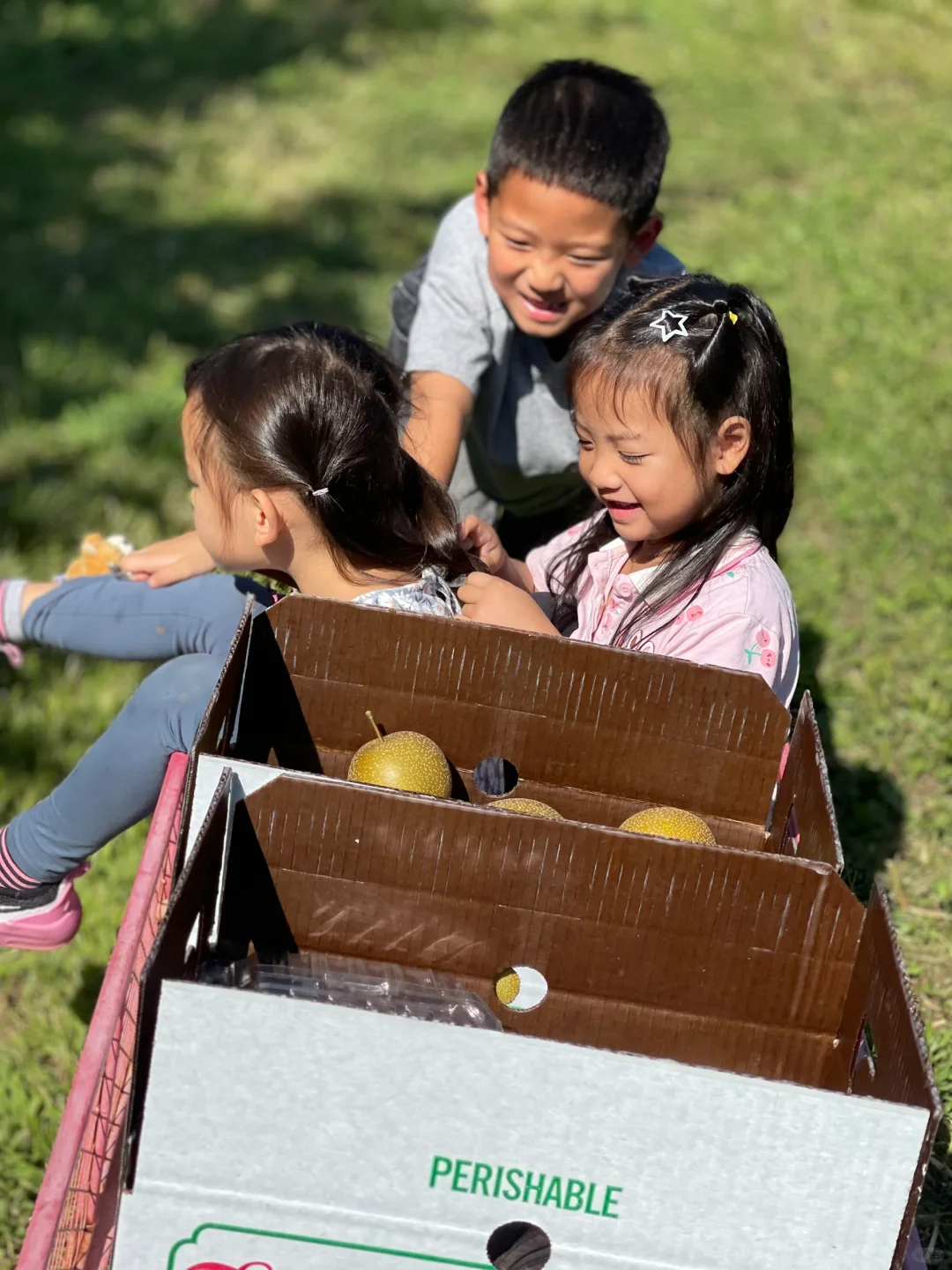 Picking Asian Pears in New Jersey