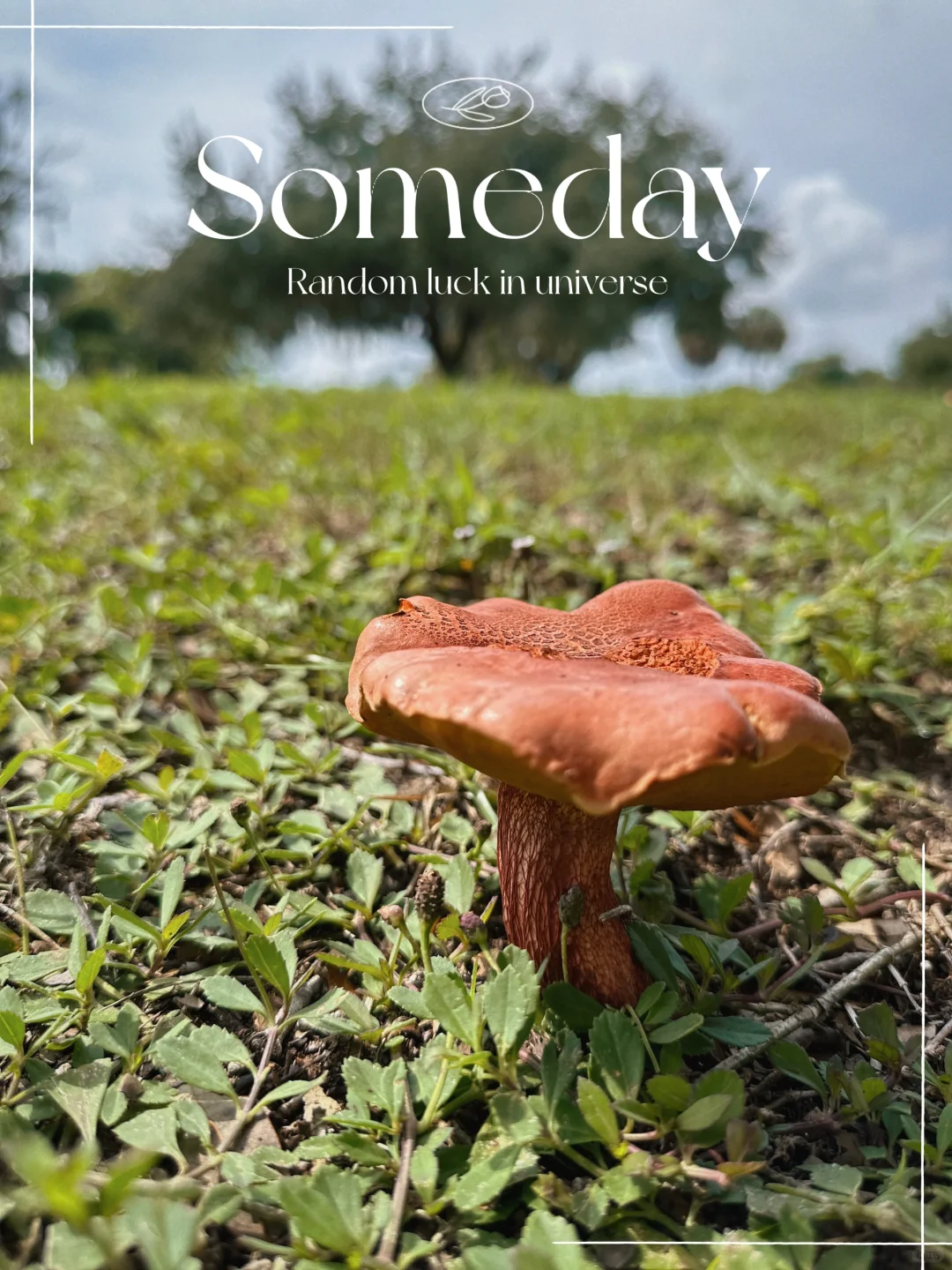 Must-Visit Orlando's Winter Park for Stunning Photos