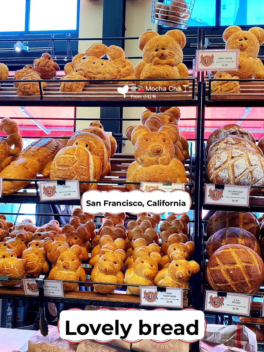 🔆San Francisco, California / Adorable Buns / Clam Chowder 🐻🐢🐊🦀