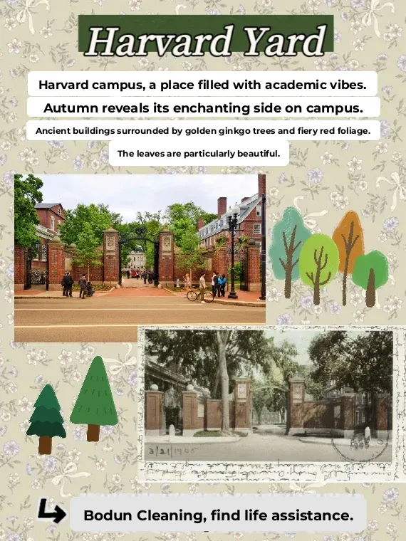 In Boston, Gazing at Trees and Soaking in the Seasons