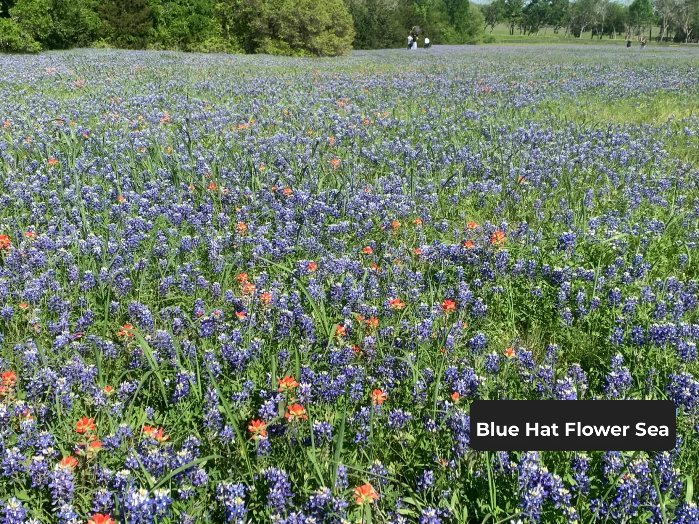 Houston | Spring Outing | Picnic | A Perfect Weekend Getaway for Relaxation