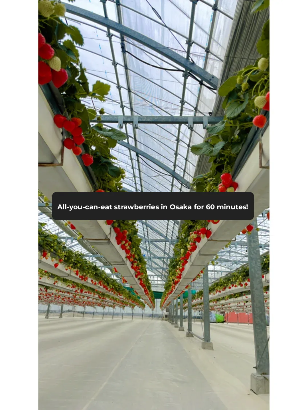 Osaka 🇯🇵｜All-You-Can-Eat Strawberries 🍓 in 60 Minutes