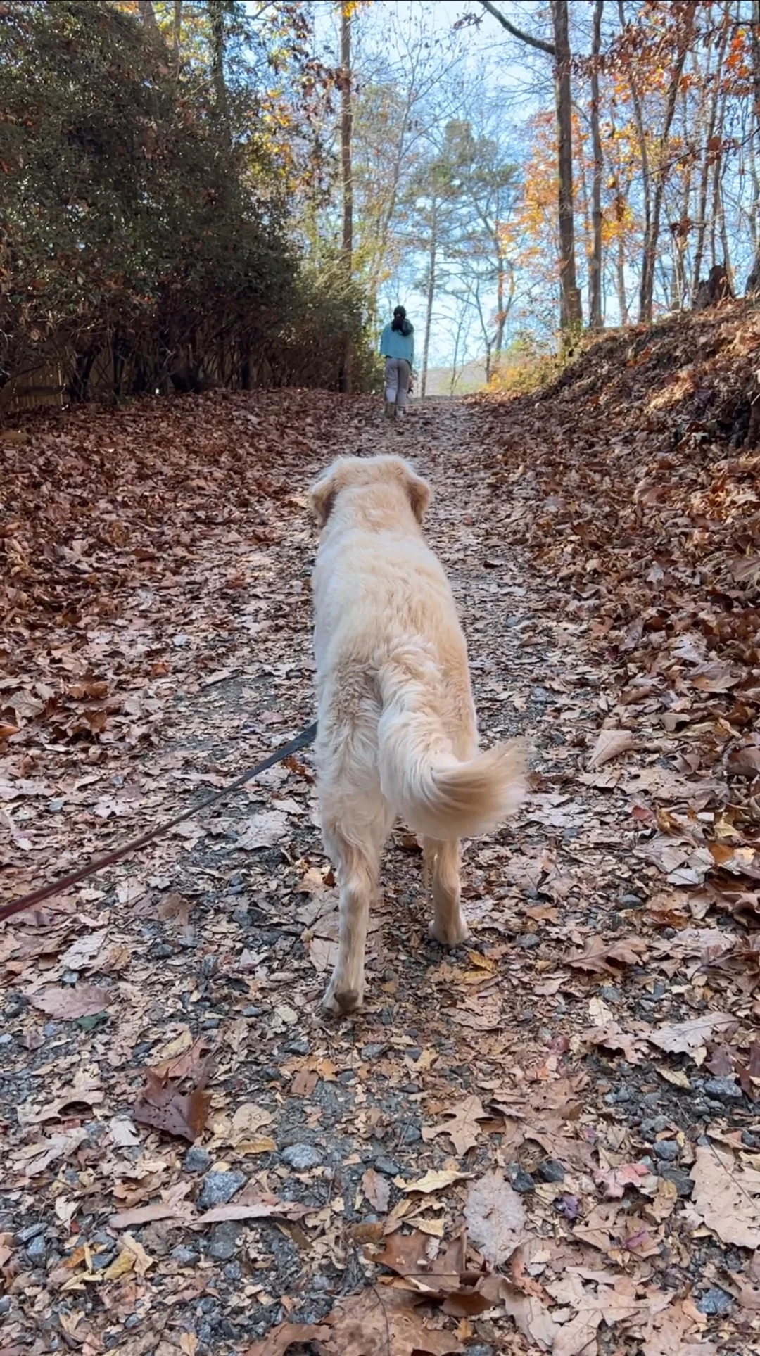 📓 Weekend Dog-Walking Diary | Kennesaw Mountain