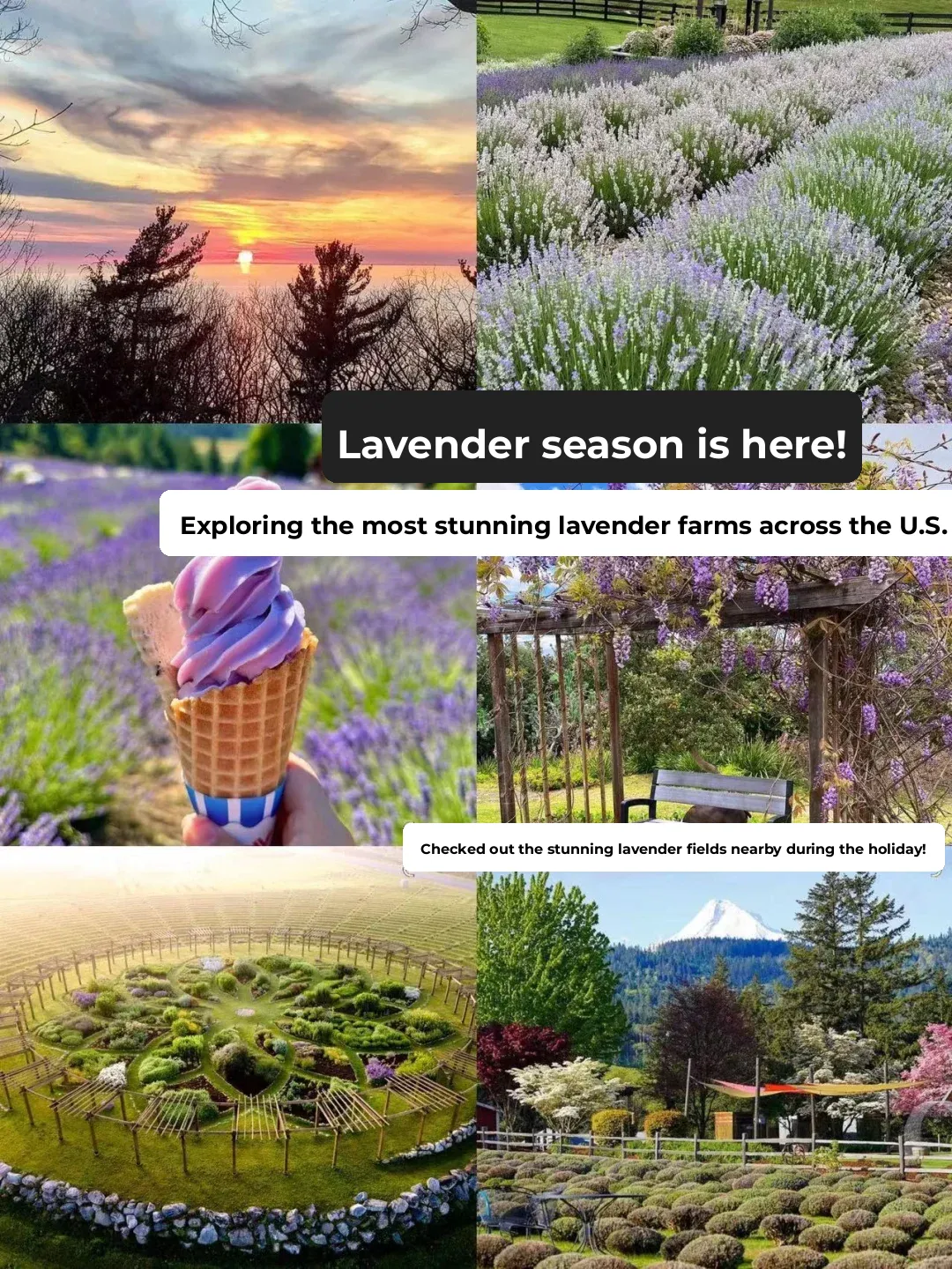 Lavender Season is Here | Exploring the Most Stunning Lavender Farms Across the U.S.
