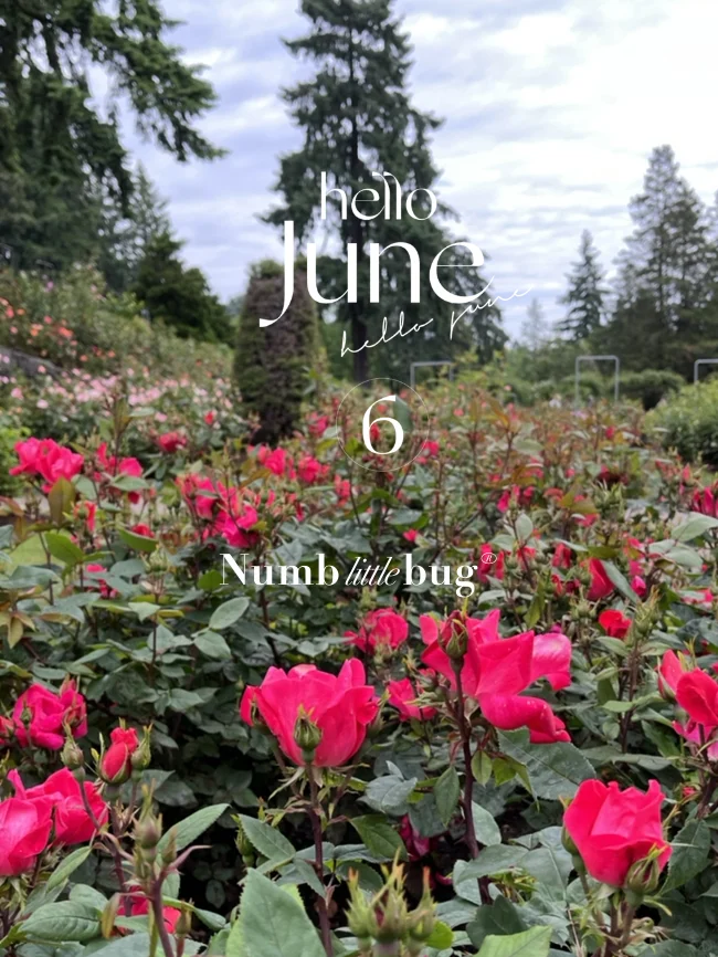 Portland Rose Garden Tour