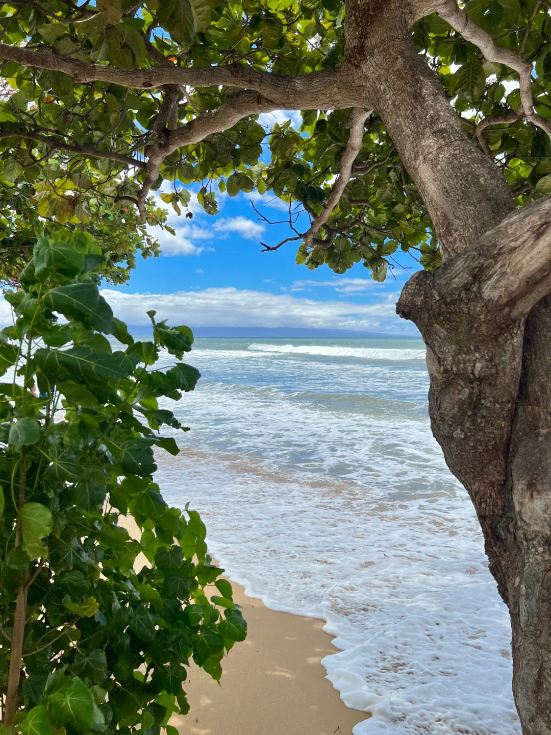 Hawaii | Hidden Gem Beach with Genuine Jelly-like Waters