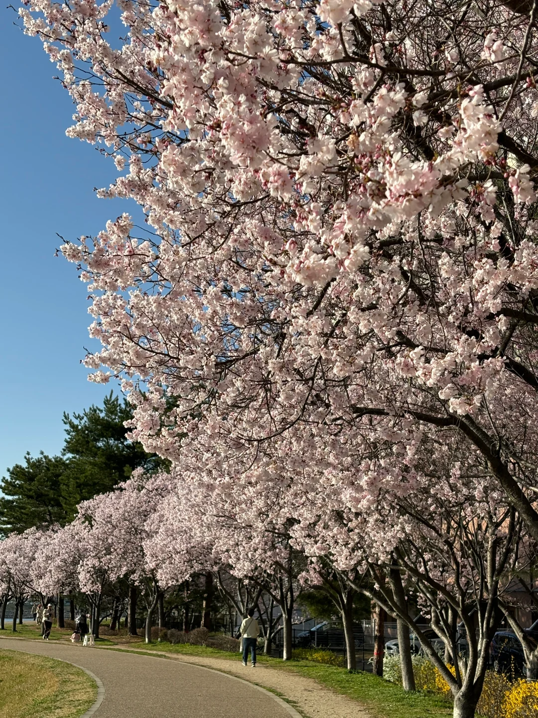 🇯🇵 Osaka | Blooming Now! 🌸 Off-the-Beaten-Path Sakura Spot with Few Crowds ❗️
