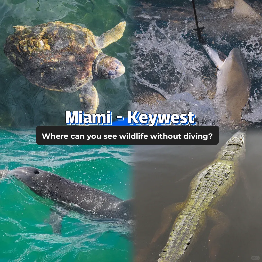 Miami-Key West🏝️: No Diving🤿, Still Animal Sightings??