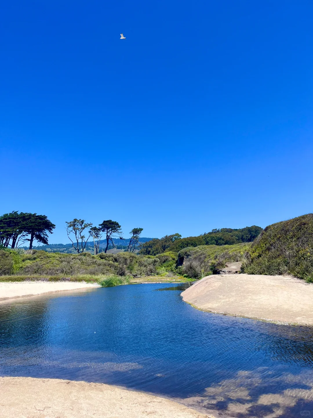 Family-Friendly Spots in the Bay Area: Half Moon Bay & Venice Beach