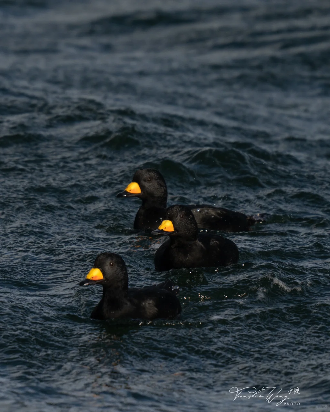 Salisbury Beach｜Counting Ducks by the Shore in Late Autumn and Early Winter