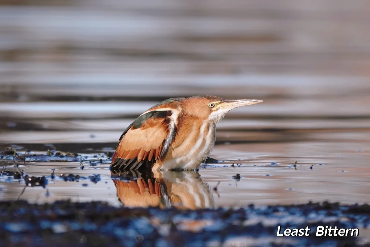 Michigan's Little Birds | Winter
