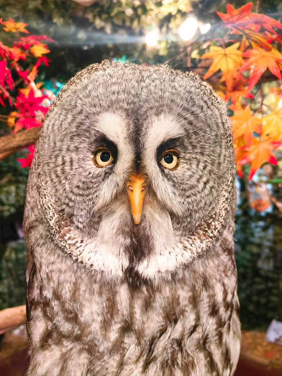 Kyoto Owl Café