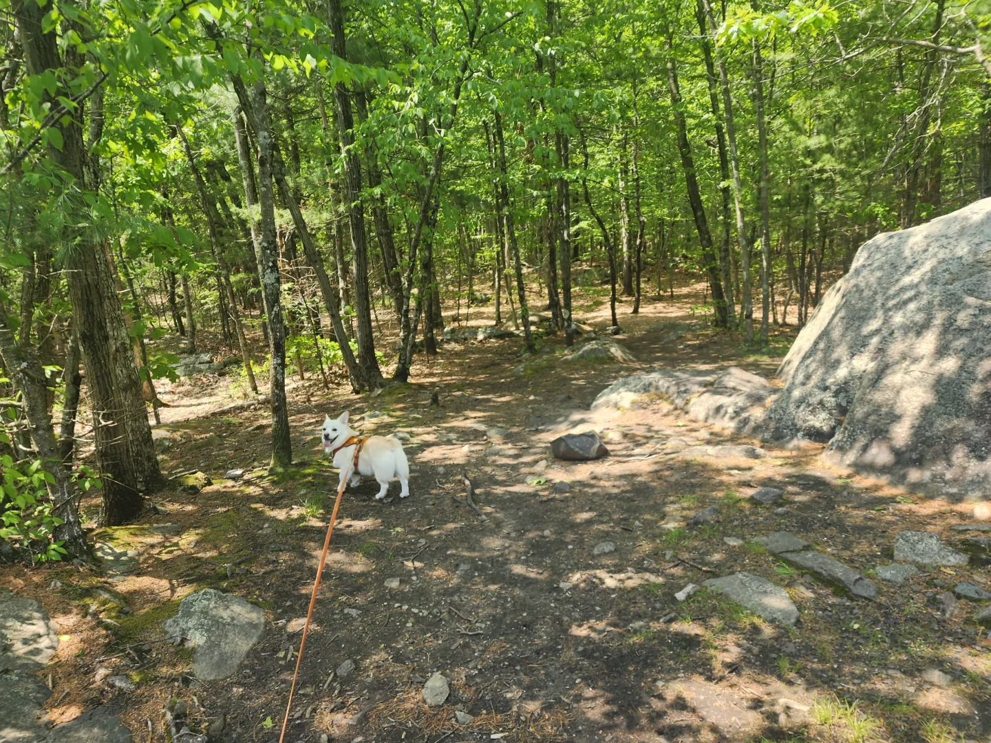 Dog Walking in Boston—Wilson Mountain Reservation