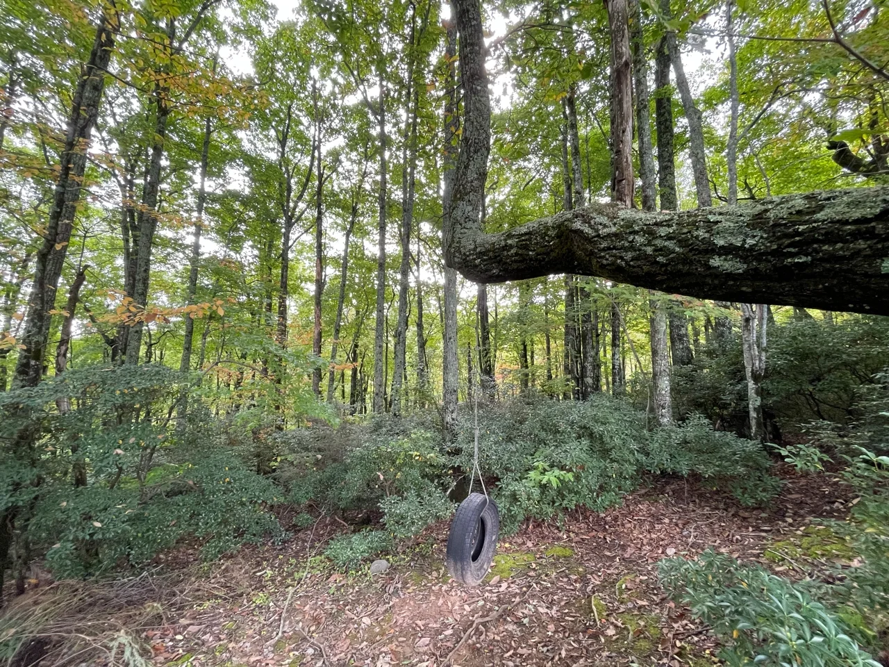 North Carolina Charlotte Area—Top Cabin Picks for Fall Foliage Season 🌟🌟🌟🌟