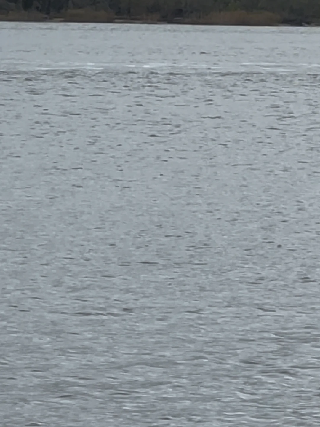 Dolphins in the Savannah River.