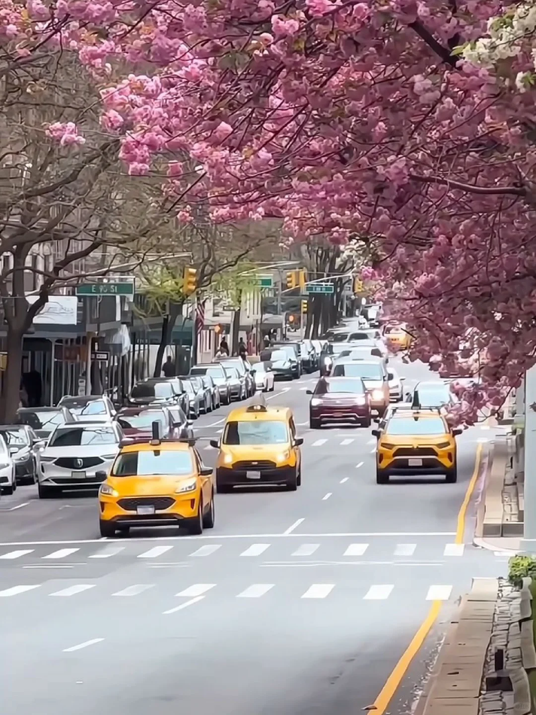 Cherry Blossoms in NYC's Manhattan Park, Catch Them Before They're Gone 😰