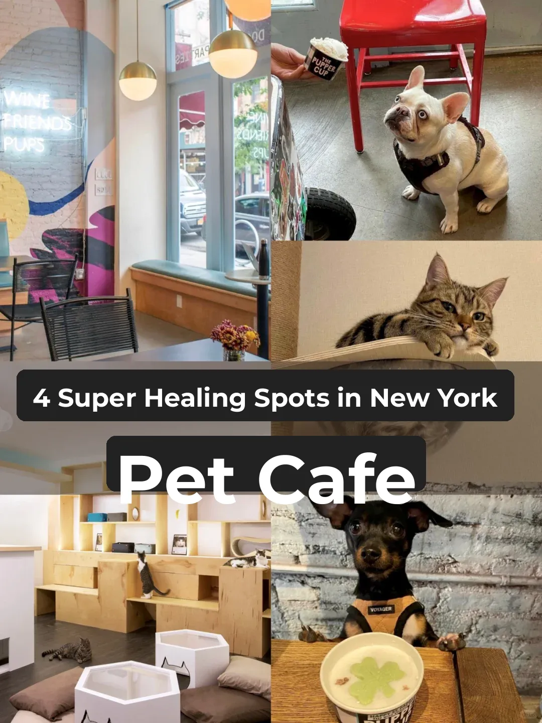 4 Cozy Pet Cafés in NYC 🐾 Perfect Spots for Cat Cuddling and Dog Play