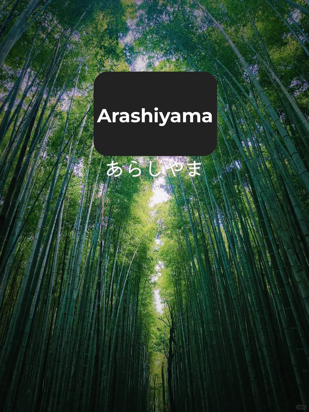 Kyoto | Arashiyama Scenic Train + Kinkaku-ji Temple Day Trip