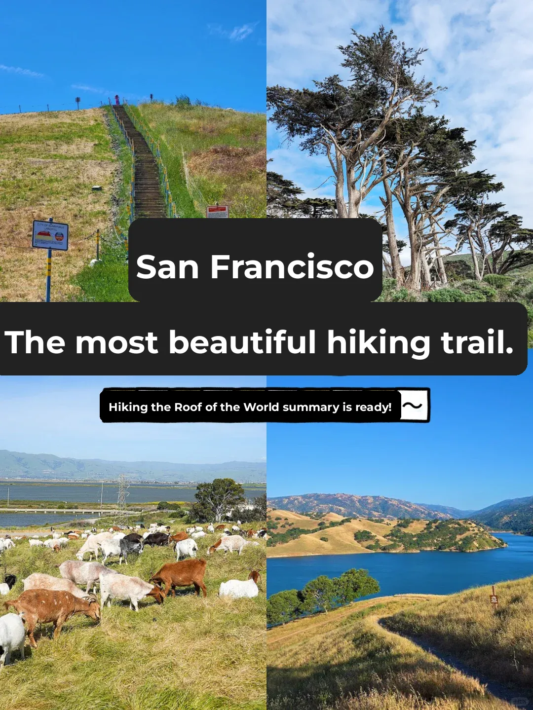Top Bay Area Hiking Trails ⛰️ All Summed Up
