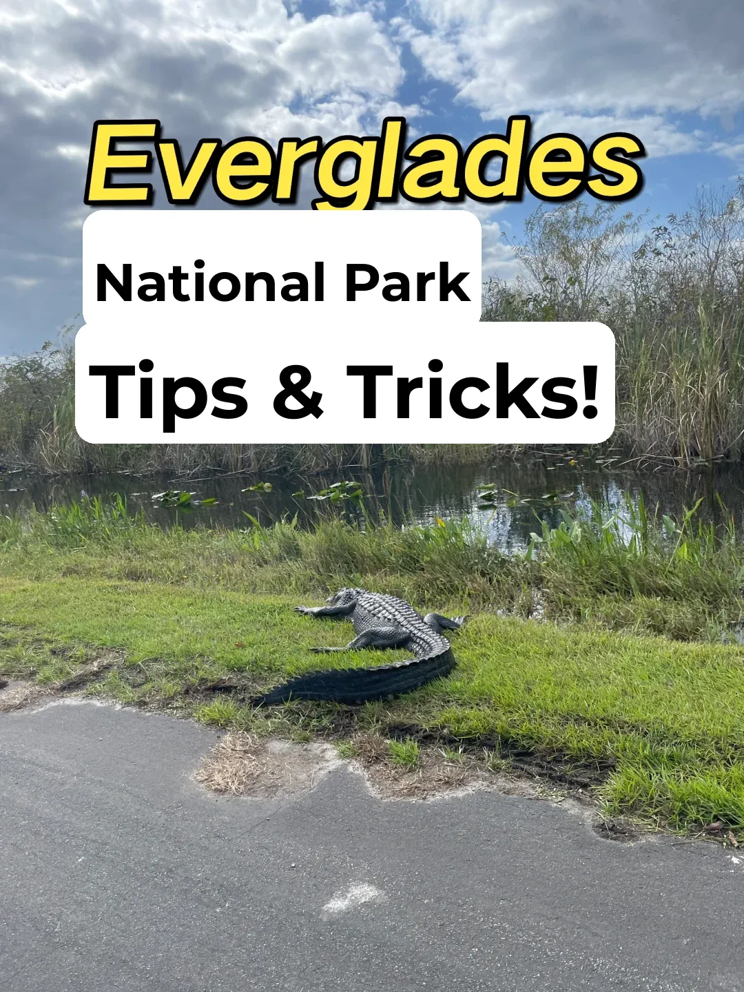 Miami Everglades Must-See Guide!