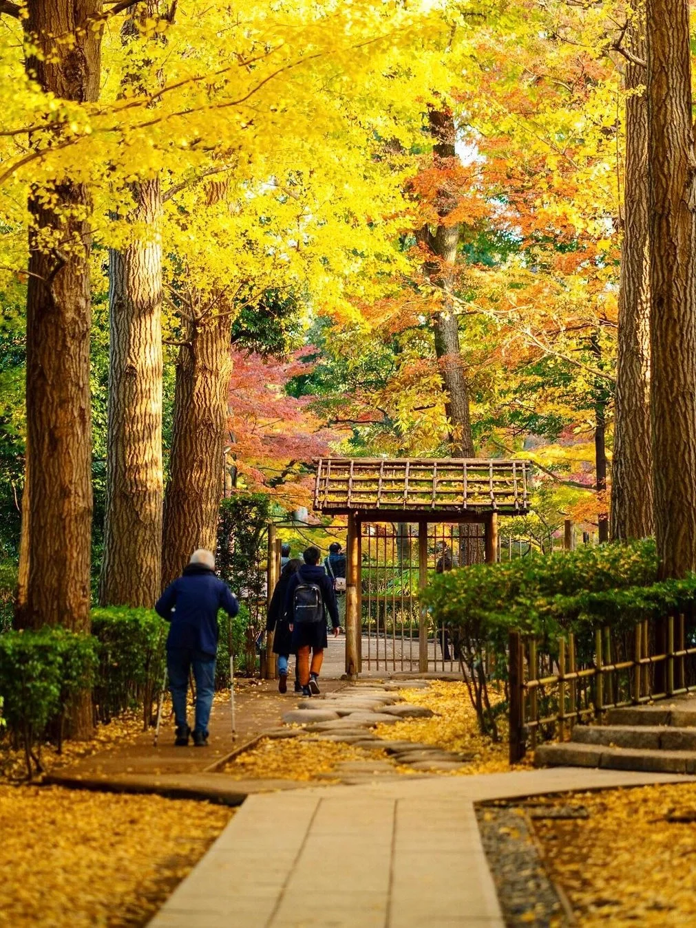 Tokyo | How Could You Not Rave About Ota Kuro Park's Ginkgo Trees?!