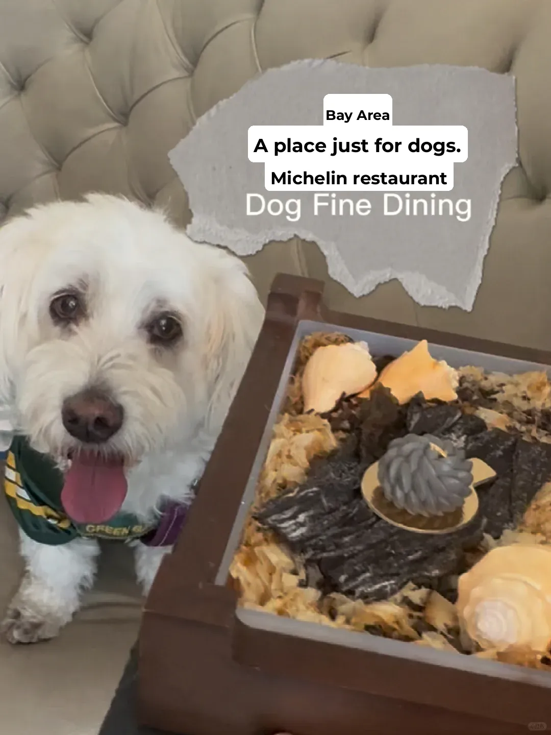 San Francisco Bay Area Has Its Own Michelin-Starred Dog-Friendly Restaurant �