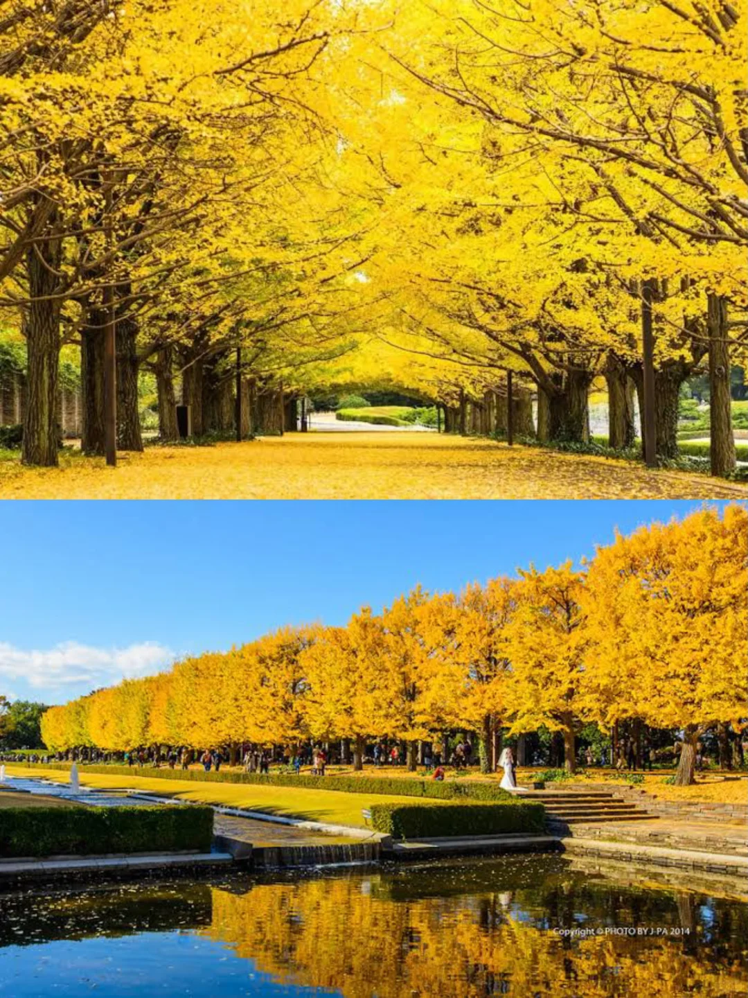 Late October? Head to Tokyo for some stunning ginkgo views! 🍂❗️