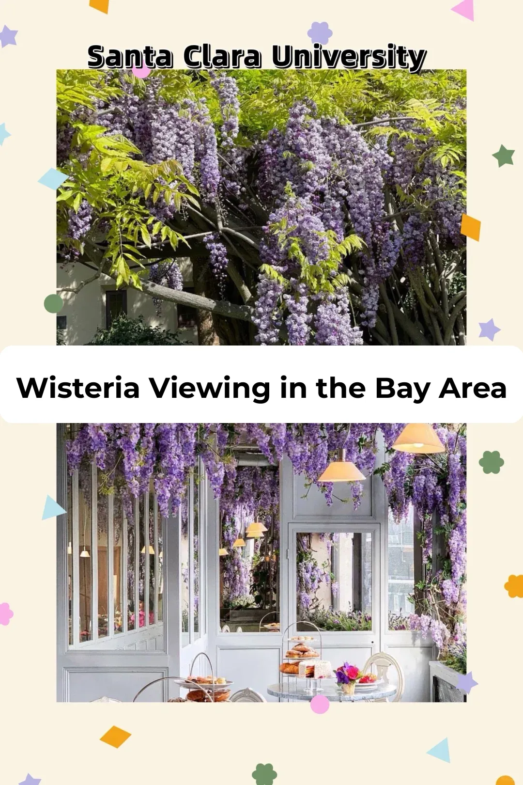 The Ultimate Wisteria Spot Every Bay Area Local Knows About!
