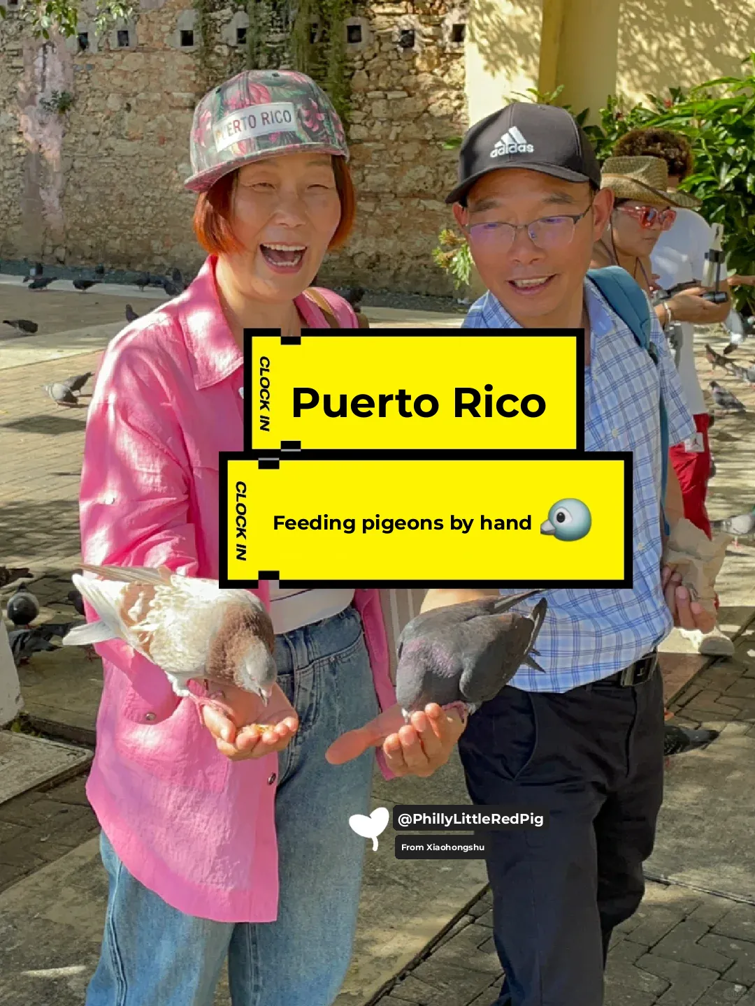 Old San Juan, Puerto Rico 🇵🇷 – Hand-Feeding Pigeons 🕊️😅