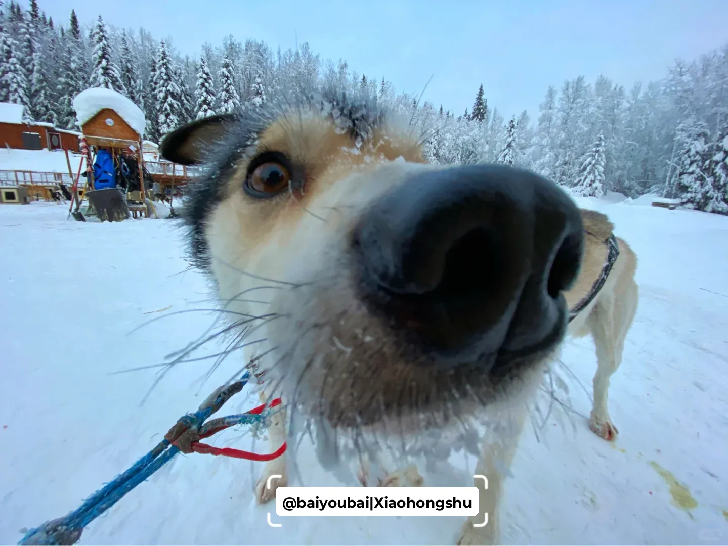 🧊 Dog Sledding in Alaska: A Snowy Wonderland So Beautiful 🧊