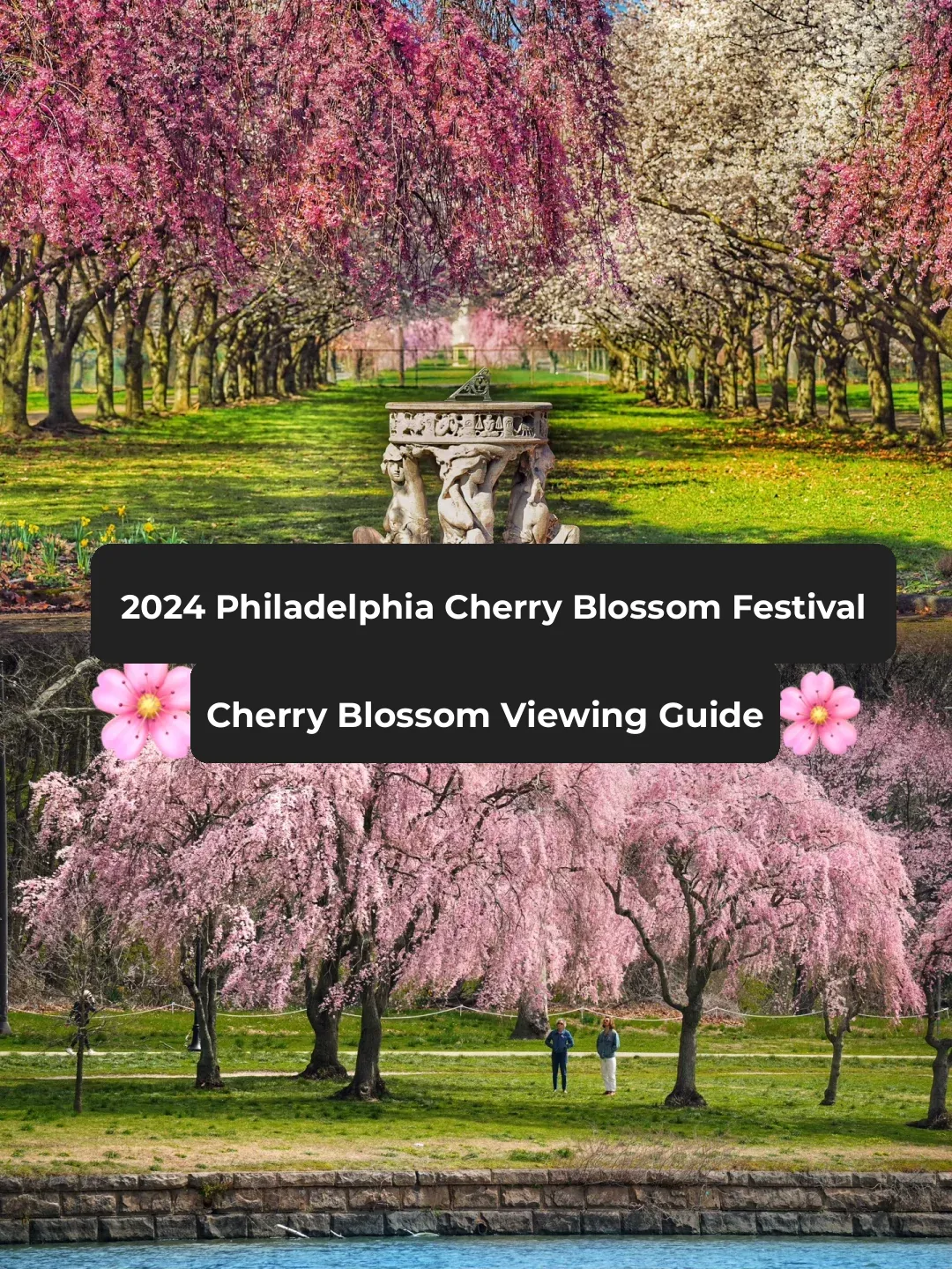 2024 Philadelphia Cherry Blossom Festival ✅ Event Guide ✅ Detailed Sakura Viewing Route Tips