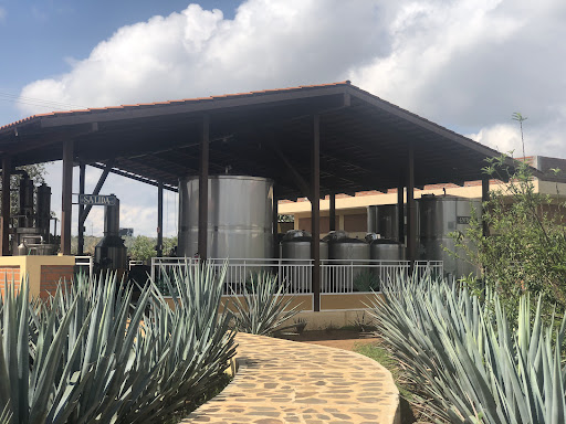 Campos de agave in Jalisco, Mexico - reviews,open hours,photo spots, things  to do | WanderBoat AI Trip Planner