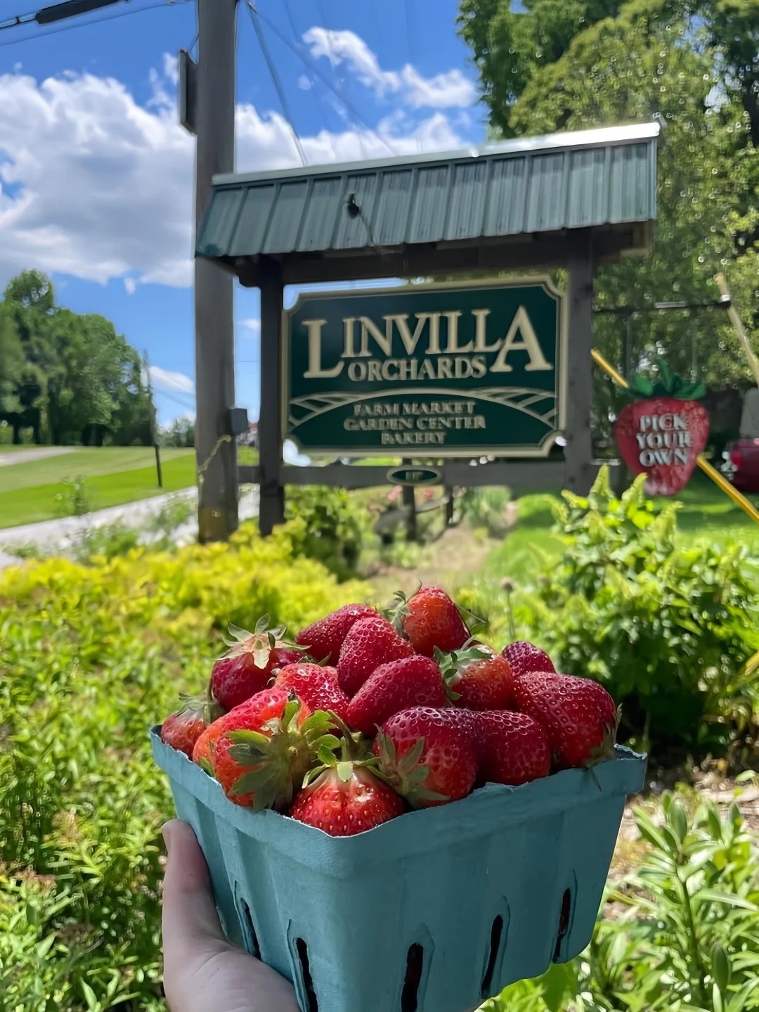 Linvilla Orchards | May Berries Falling into Spring Baskets