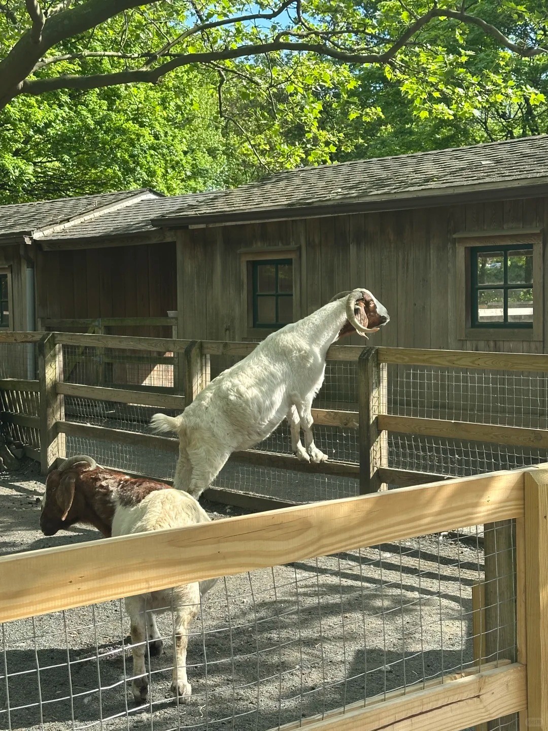 Queens Zoo - A Hidden Gem in New York City! 🌳🐾 by Trinity Ashworth ...